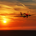 Red Tail Sunrise