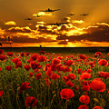 Sunset Poppies The BBMF